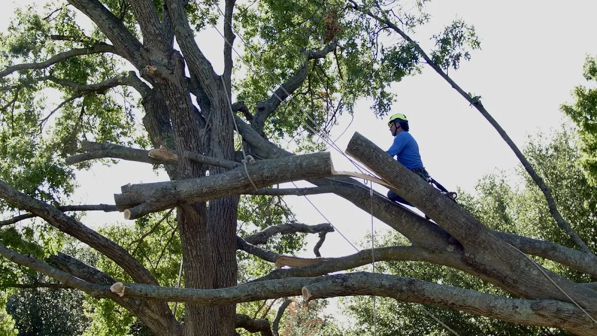 Professional Crown Thinning performed by certified arborists in Abbeville